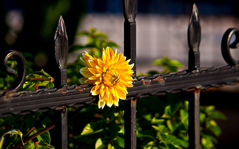 Fence – Flowers Wallpaper Phone –