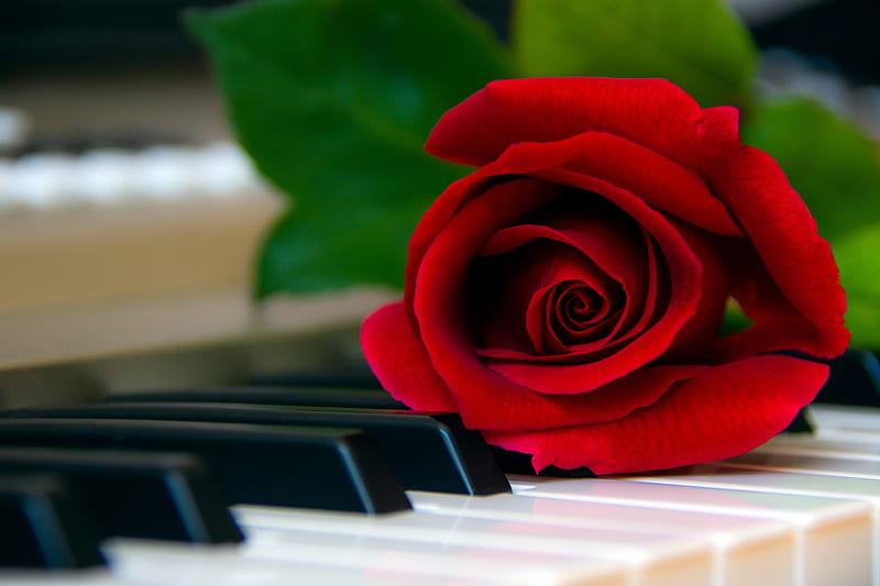 rose, flower, piano, keys, red, HD wallpaper