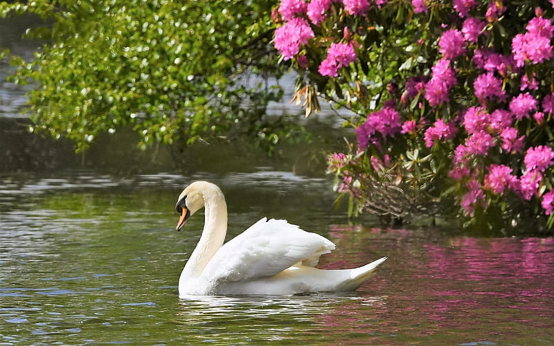 Swan, pink, bird, water, Latvia, flowers, HD wallpaper