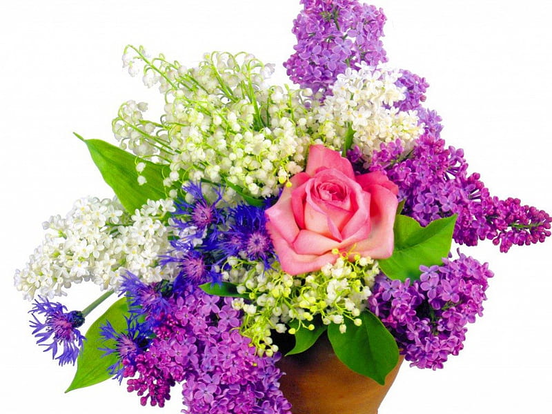 For Di, purple, green, flowers, roses, white, lilacs, pink, HD wallpaper