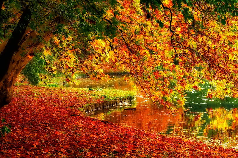 October, fall, pretty, colorful, autumn, glow, falling, shine, bonito, foliage, mirrored, leaves, nice, reflection, lovely, golden, colors, tree, nature, branches, HD wallpaper