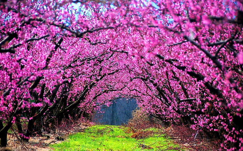 Arches, flowers, blooms, trees, pink, HD wallpaper | Peakpx