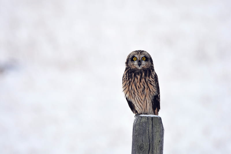 owl, bird, predator, sight, stump, HD wallpaper