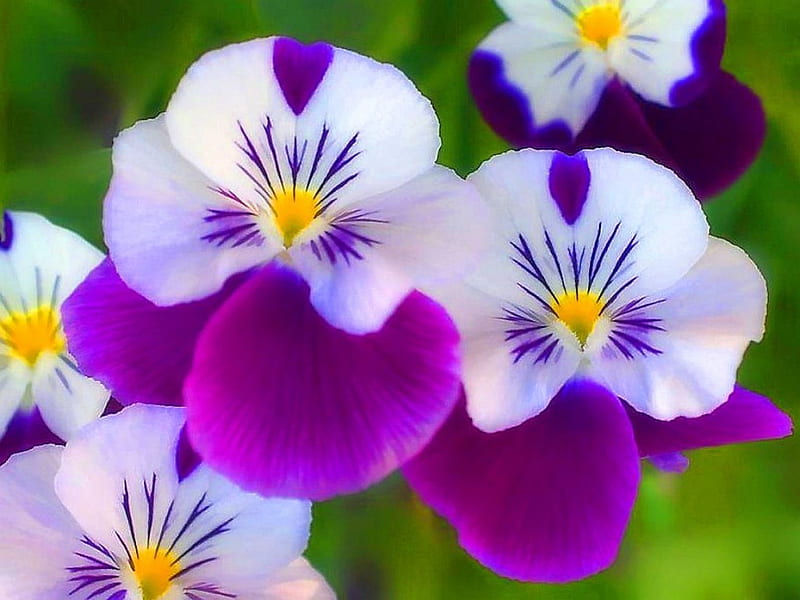 Pretty little pansies, purple, pansies, flowers, yellow, white, HD wallpaper