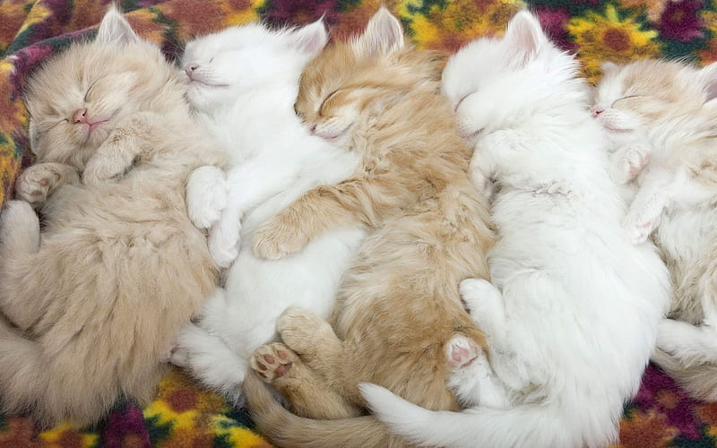 baby Cat sleeping-Animal World Series, HD wallpaper