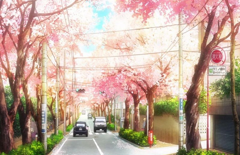 Wallpaper cat, girl, spring, garden, Sakura, Shigatsu wa Kimi no Uso, Your  April lie for mobile and desktop, section сёдзё, resolution 1920x1440 -  download