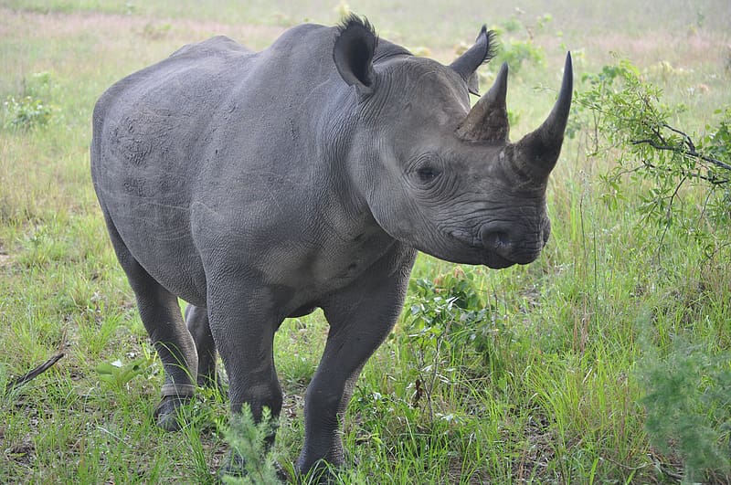 Rhino, Horns, endangered, Black Rhino, Large animal, HD wallpaper