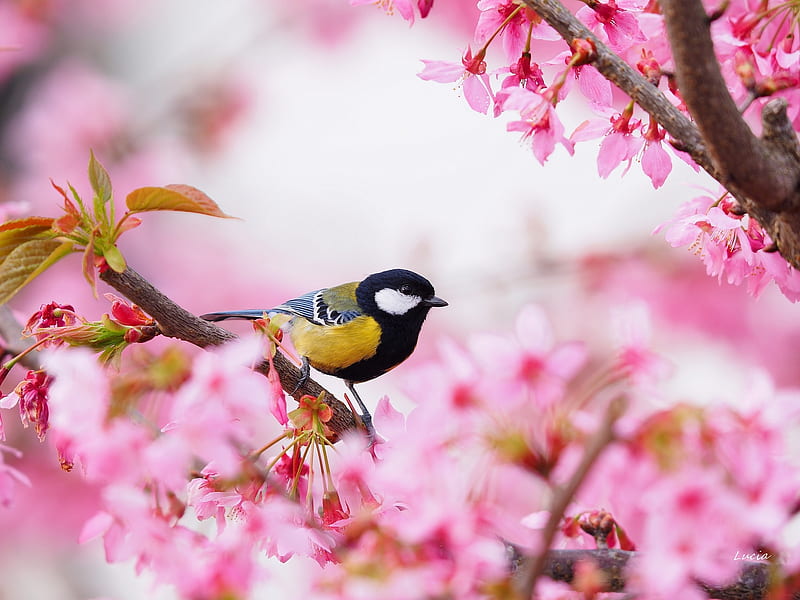 Great Tit, bird, flower, pasari, yellow, pitigoi, pink, blue tit, sakura, spring, cherry blossom, HD wallpaper