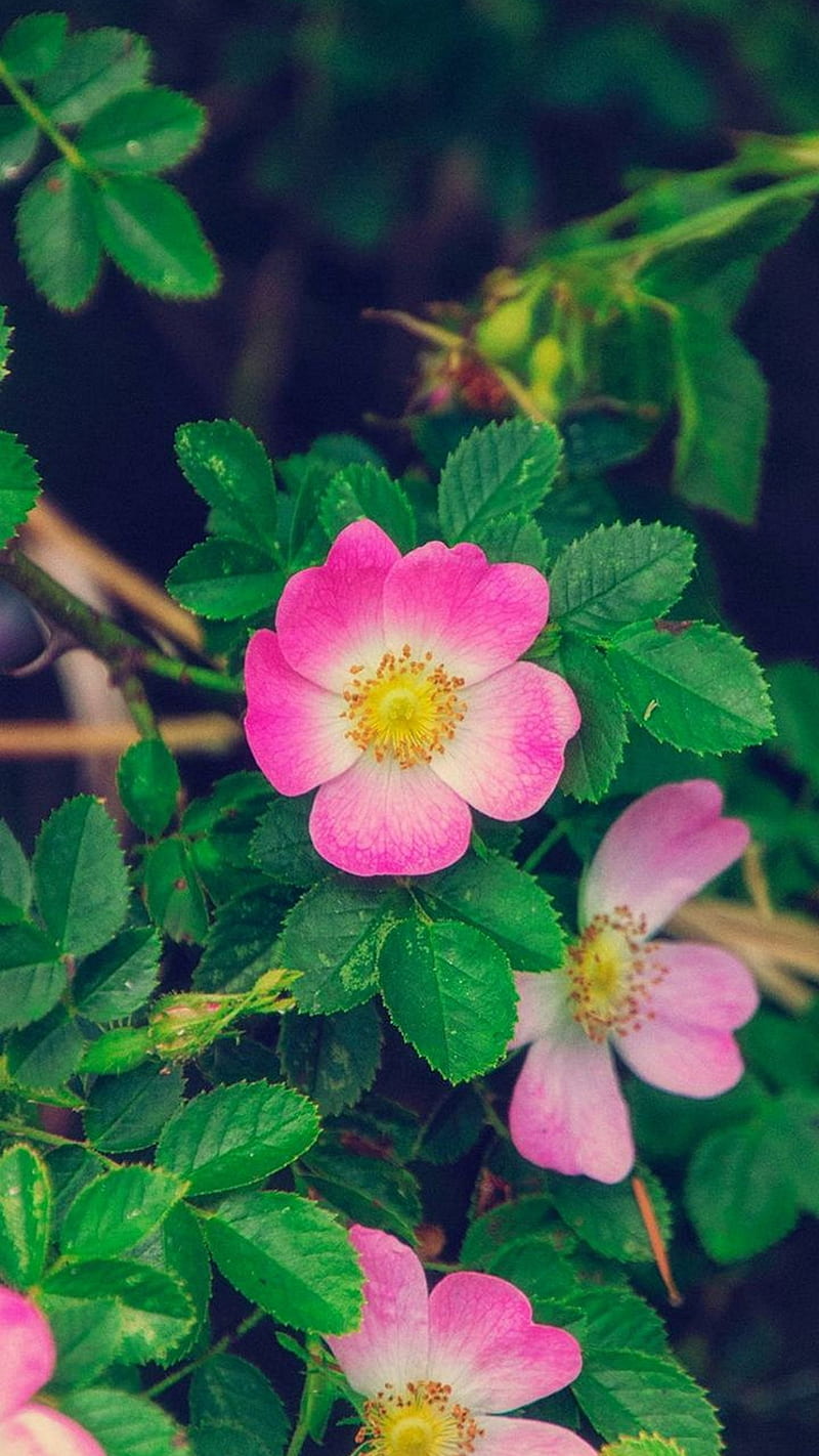 Flower , pink, leaf, green, background, HD phone wallpaper