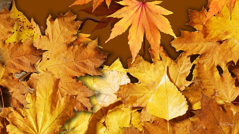 Autumn Leaf Display, fall, autumn, brown, orange, maple, wind, breeze, yellow, leaf, leaves, gold, chill, bright, HD wallpaper
