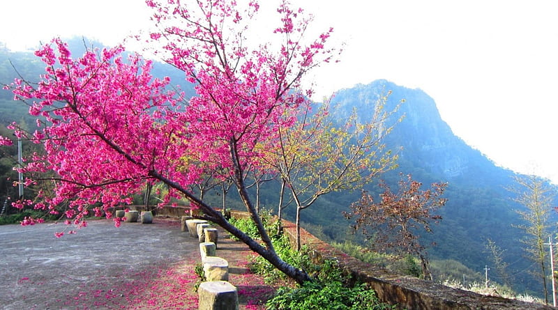 Cherry blossoms in full bloom, mountain, in full bloom, pink, cherry blossoms, HD wallpaper