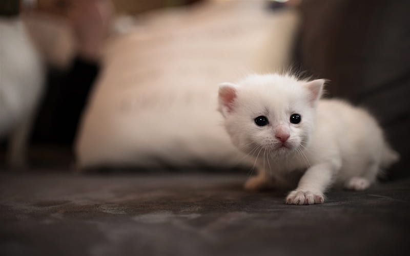 small white kitten, cute little animal, pets, white fluffy kitten, cats, HD wallpaper