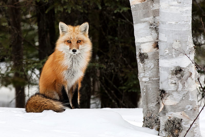 Animal, Fox, Snow, Wildlife, Winter, HD wallpaper
