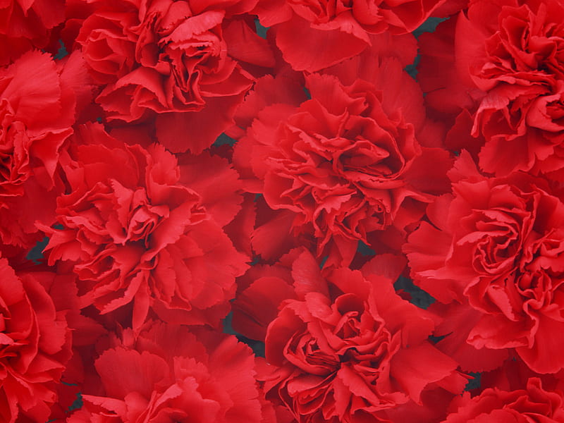 Red Carnations, red, spicy, flowers, nature, petals, carnations, HD wallpaper