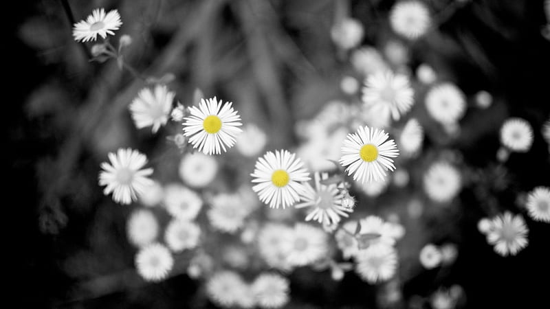 Daisies, flower, simple, flowers, HD wallpaper