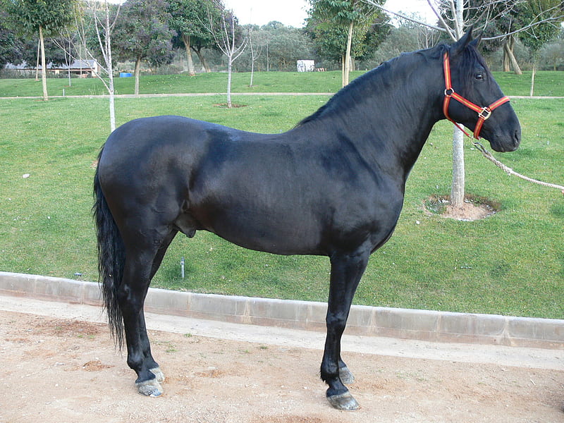 pure breed spanish horse, horse, HD wallpaper