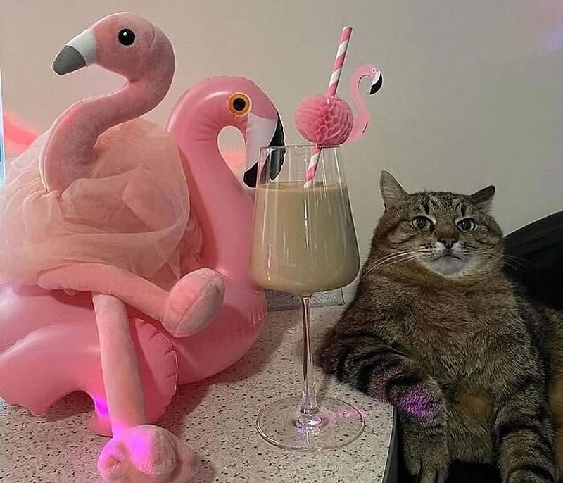 :D, pink, flamingo, bird, cat, drink, vara, summer, cocktail, pisici, funny, HD wallpaper
