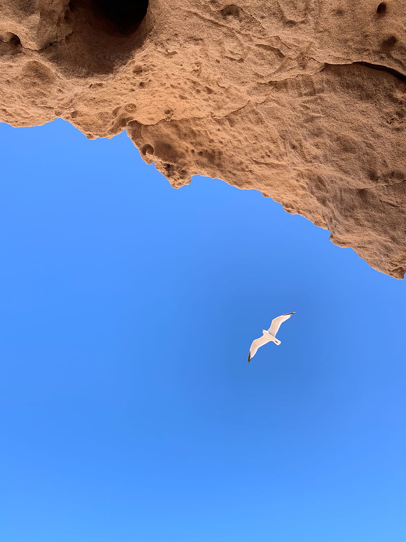 seagull, bird, flight, rocks, HD phone wallpaper