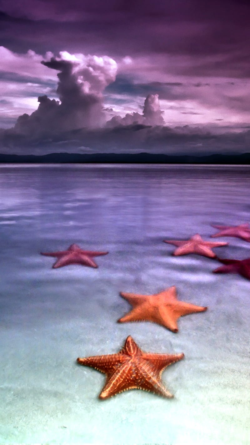 Breathtaking Beach, starfish, HD phone wallpaper