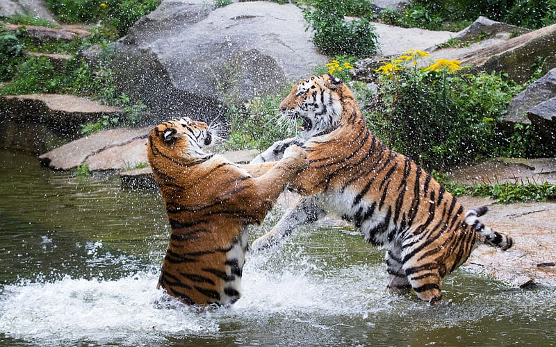 tigers, predators, river, wildlife, tiger fighting, wild animals, wild cats, HD wallpaper