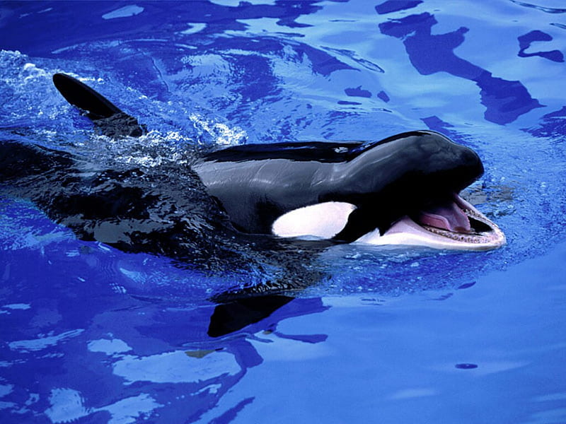 Whale of the sea, show, whales, water, killer, animals, sea, HD wallpaper | Peakpx Whale of the sea, show, whales, water, killer, animals, sea, HD wallpaper | Peakpx