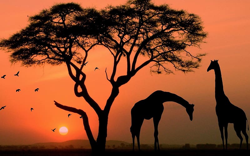 Sunset, animal, africa, black, giraffe, orange, silhouette, tree, HD wallpaper