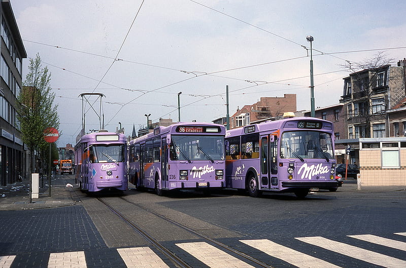 Milka Busses, Milka, Tram, Transport, Violet, Bus, City, HD wallpaper
