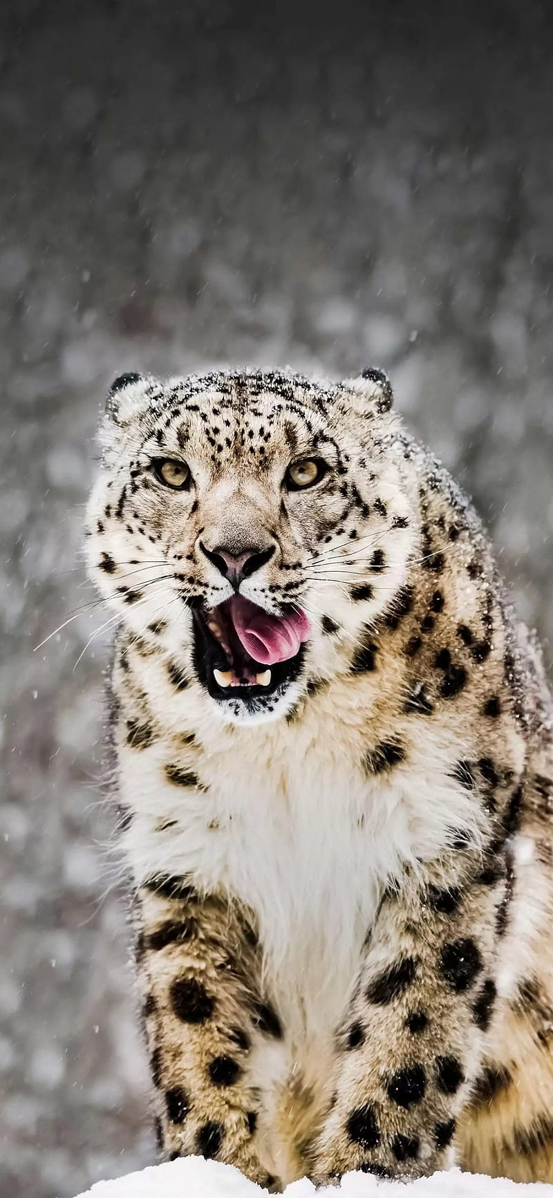 Leopardo de las nieves-u, 2019, animales, lindo, último, leopardo,  leopardos, Fondo de pantalla de teléfono HD | Peakpx