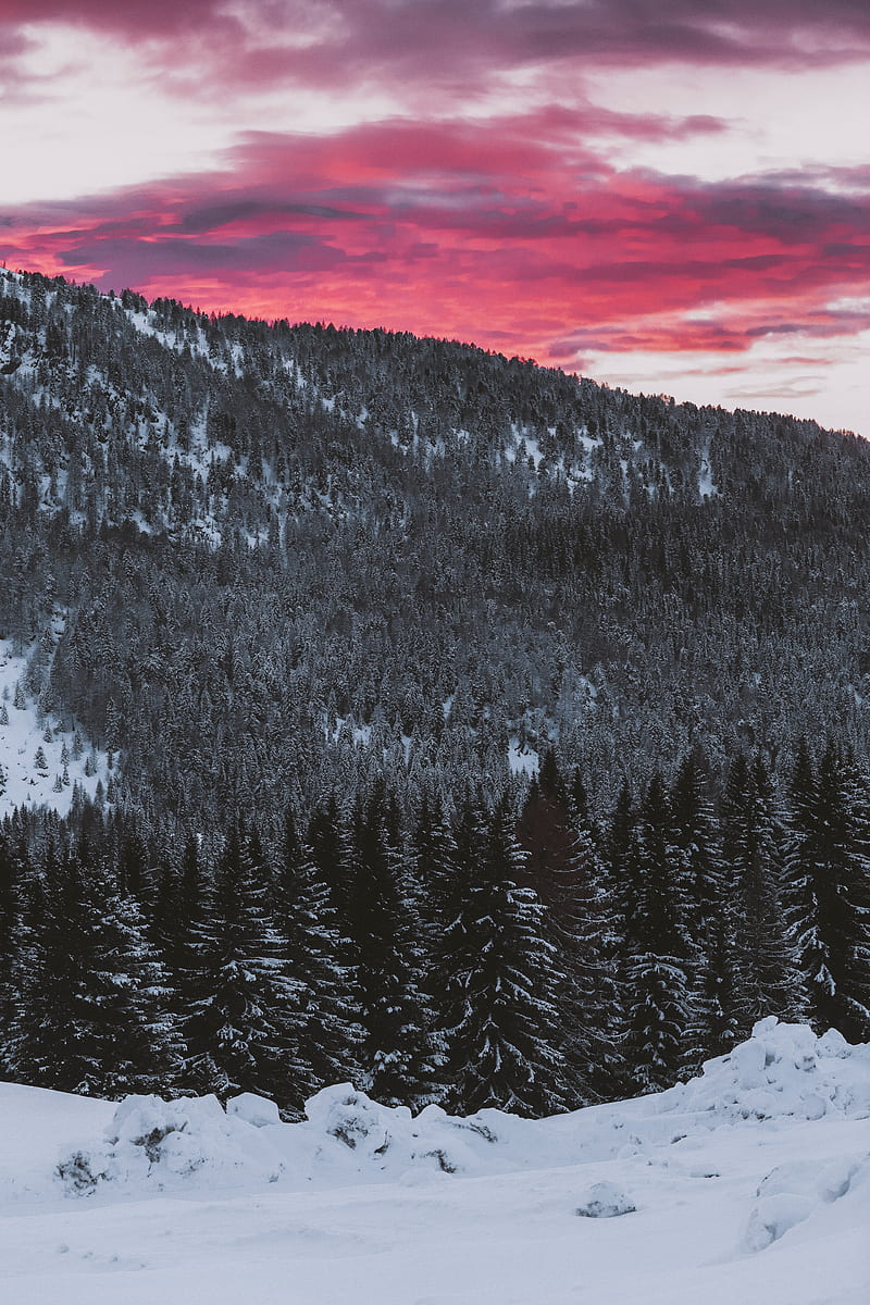 forest, coniferous, snowy, slope, landscape, HD phone wallpaper