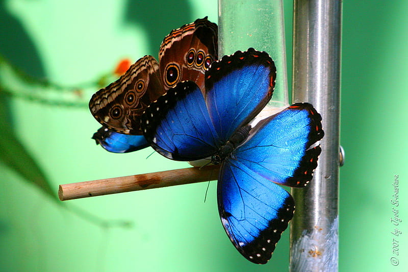 Ulysses Swallowtail, wings, butterfly, blue and black, australia, beauty, HD wallpaper