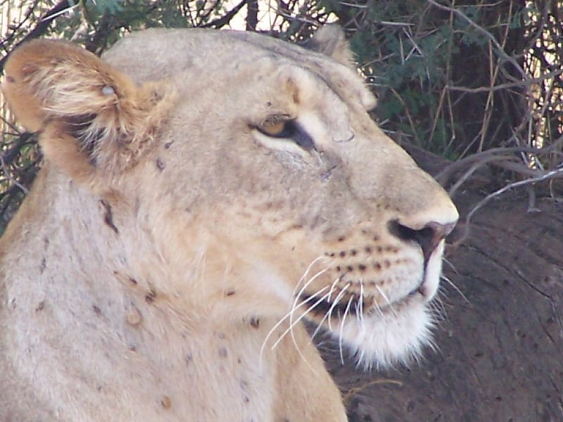 Lioness head, kenya, Samburu, head, lion, HD wallpaper