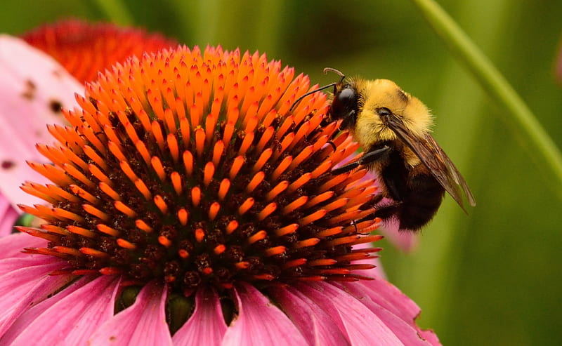 Busy Little Buzzer, honeybees, carpenter bees, pollen, bees, HD wallpaper