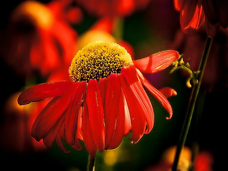 TO THE SUNS GLORY, red field flowers, daisies, close up, sunflowers, macro, large, flowers, HD wallpaper