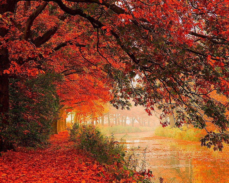 Red Leaves Autumn, bonito, cute, look, nice, HD wallpaper | Peakpx