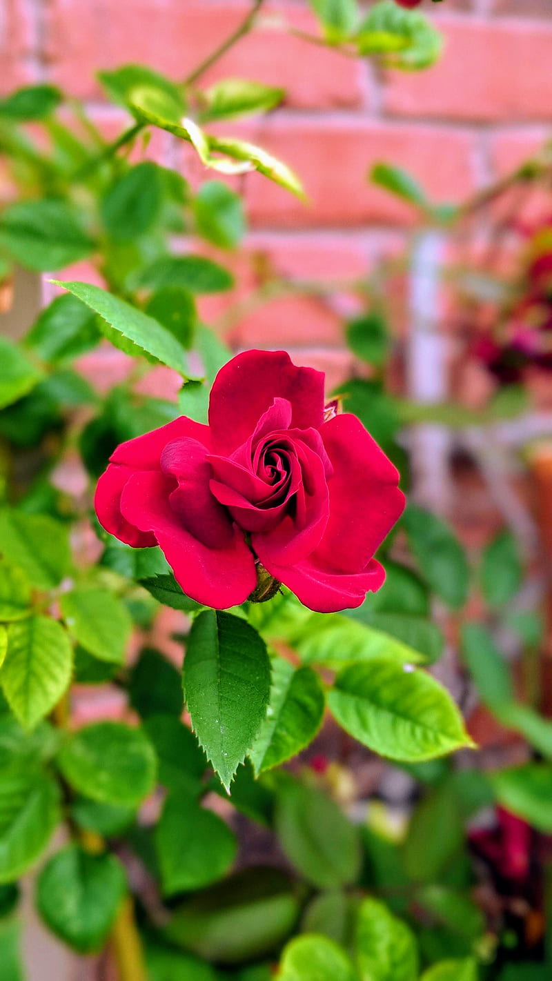 Amor, flor color de rosa, flor color de rosa, hermoso, flores, flores,  plantas, Fondo de pantalla de teléfono HD | Peakpx