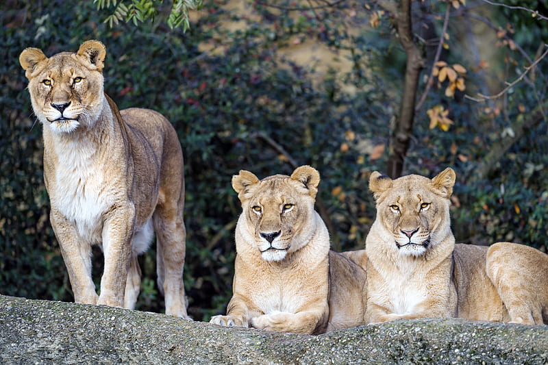 lioness, big cat, beast, predator, glance, HD wallpaper
