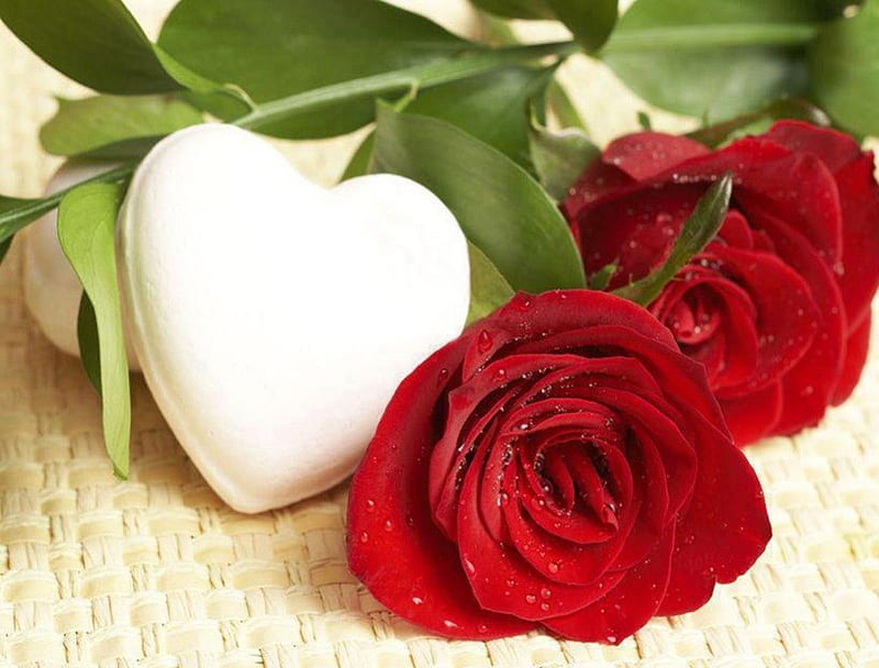 Roses with heart, red rose, romantic, love, heart, white, HD wallpaper |  Peakpx