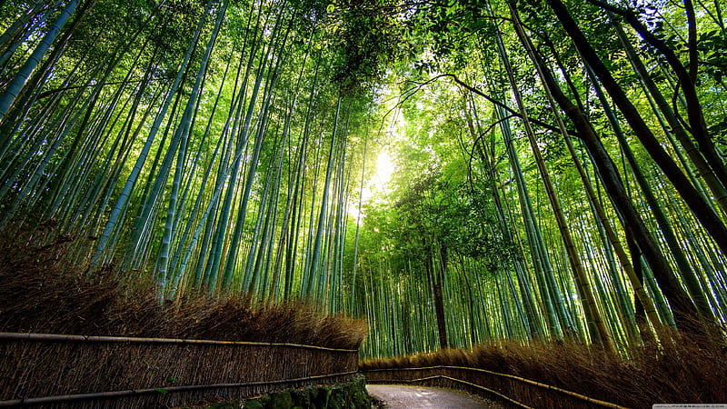 Bamboo Trees Jungle Jungle, HD wallpaper