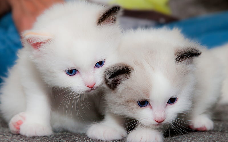 small white kittens, cute animals, cute cats, pets, kittens with blue eyes, cats, HD wallpaper