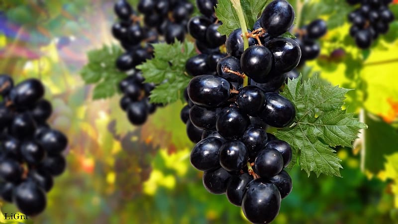 *Bunch of grapes*, Leaves, Grapes, Black, Bunch, HD wallpaper
