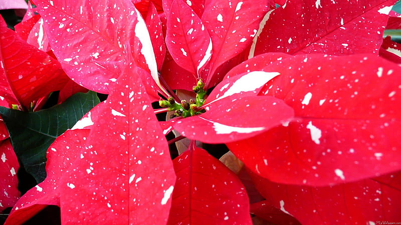 Shimmer Star Surprise Poinsettia, red, christmas, holiday, plant, speckled, yellow, winter, leaves, green, shimmer, white, poinsettia, HD wallpaper