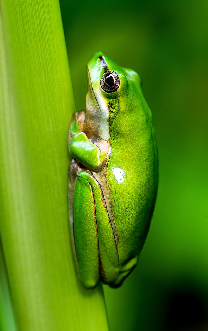macro of green frog, HD phone wallpaper