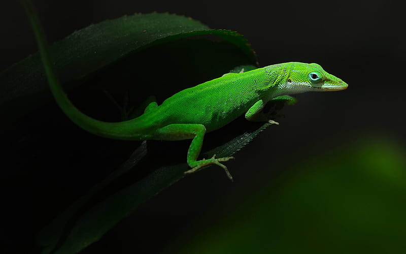 green lizard-2013 Animal World, HD wallpaper