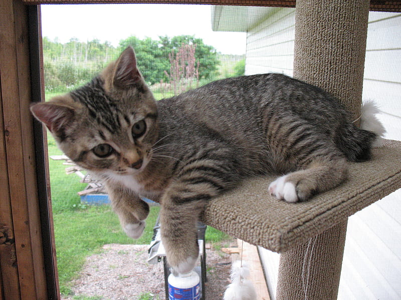 Miss Molly, manx, cute, adorable, kitten, HD wallpaper Miss Molly, manx, cute, adorable, kitten, HD wallpaper