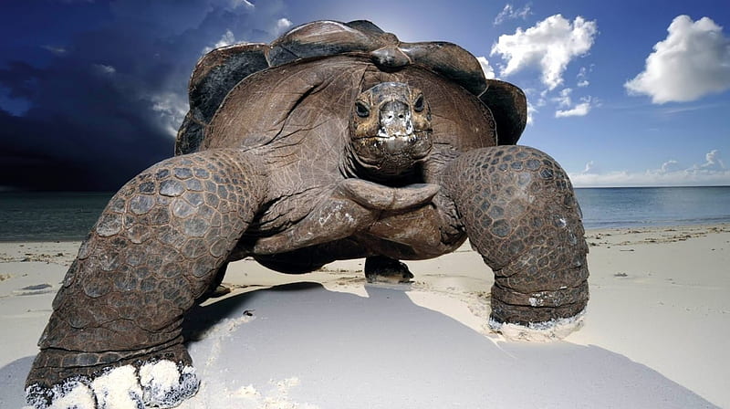 galapagos tortoise on the beach, beach, galapagos, sand, tortoise, HD wallpaper