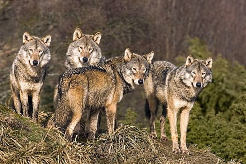 Pack of wolves, standing, look, around, turned, HD wallpaper | Peakpx