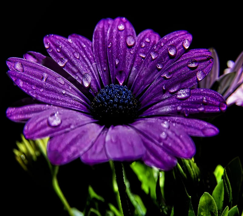 Purple Beauty Dew Flowers Petals Drops Hd Wallpaper Peakpx