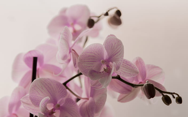 pink orchid, potted plants, orchids branch, tropical flowers, HD wallpaper