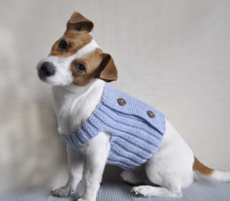 Perfectly adorable! , brown, adorable, face, dog pet, white, blue, knitwear, HD wallpaper