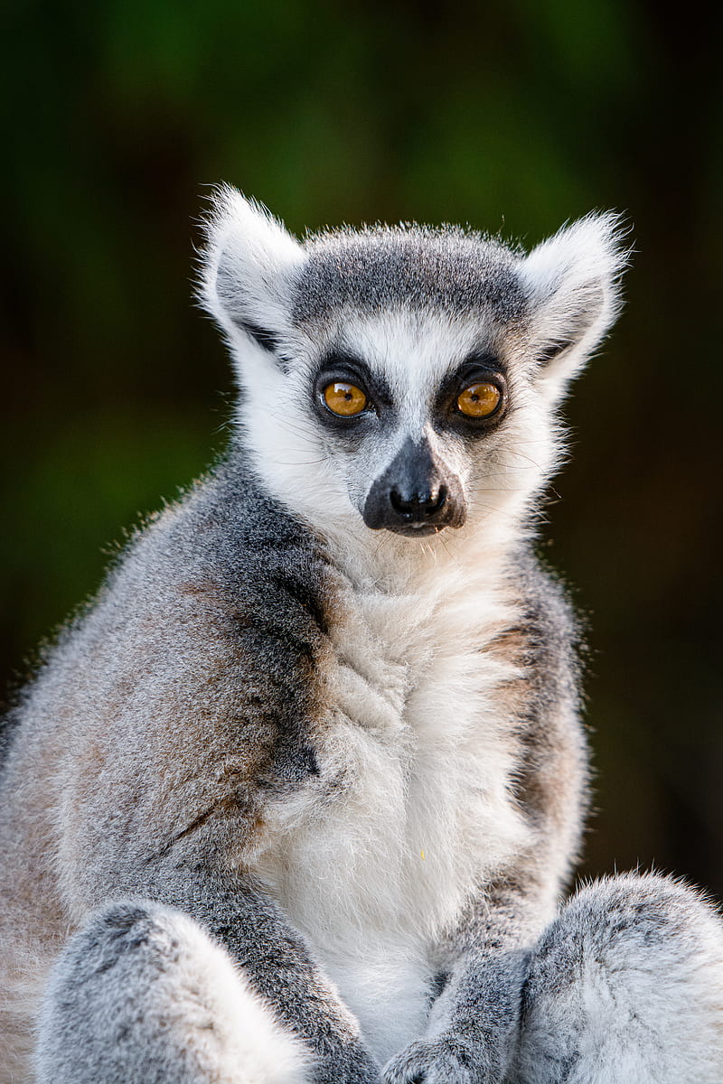 lemur, glance, funny, animal, wildlife, HD phone wallpaper